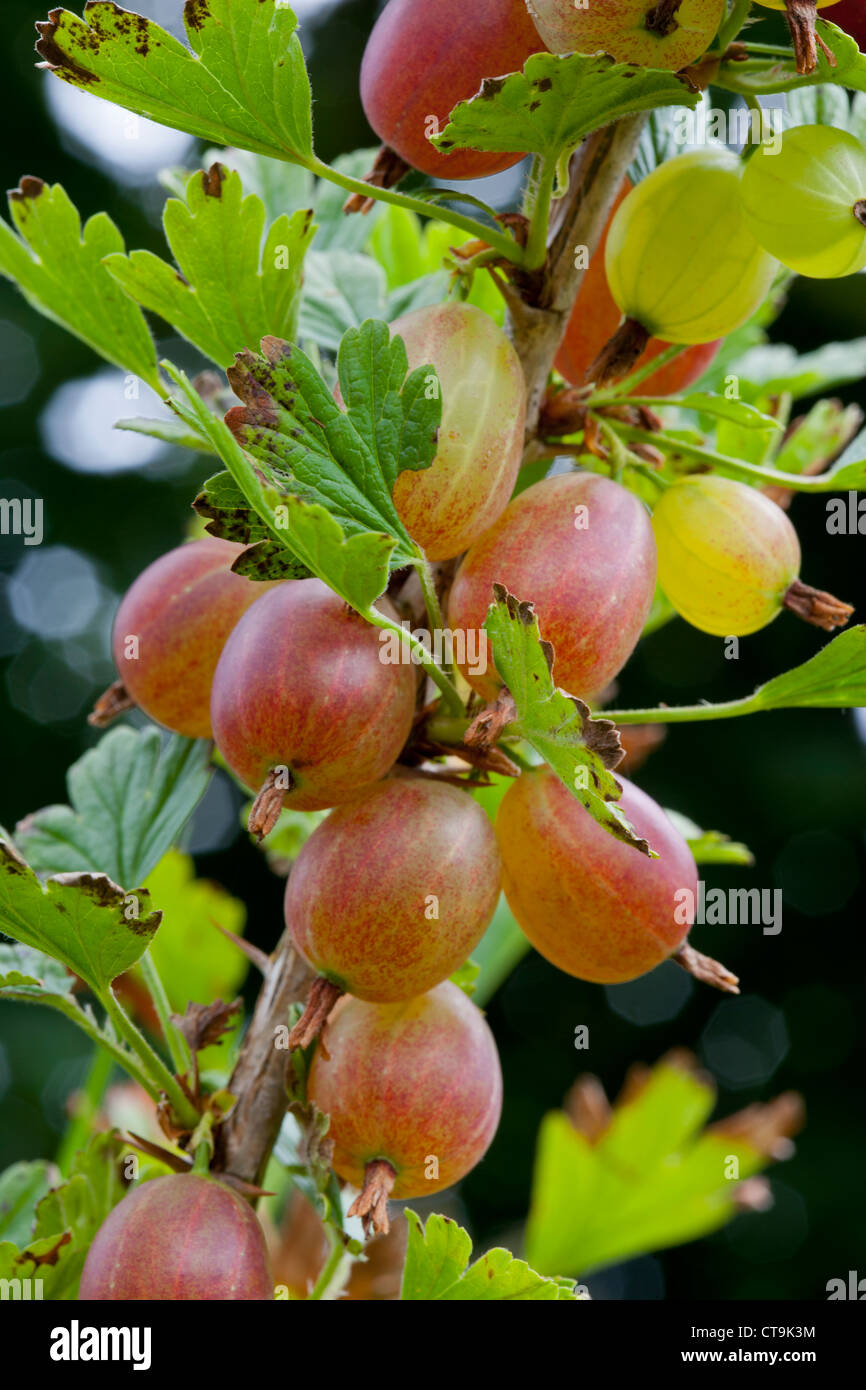 Gooseberries growing in early Summer Stock Photo Alamy