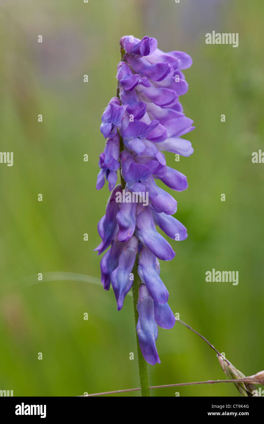 Blue purple flower hi-res stock photography and images - Alamy