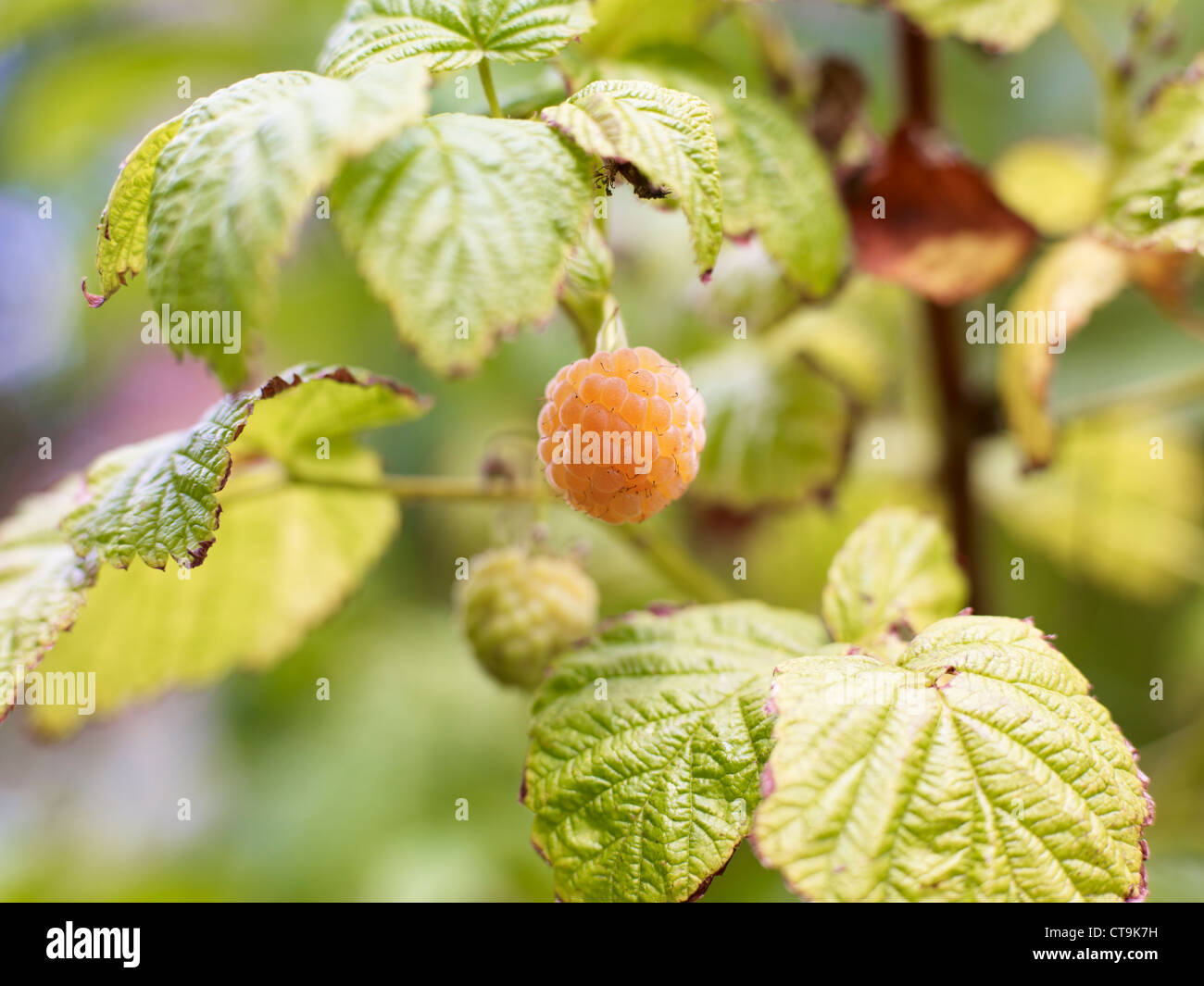 Orange Raspberries growing Stock Photo Alamy