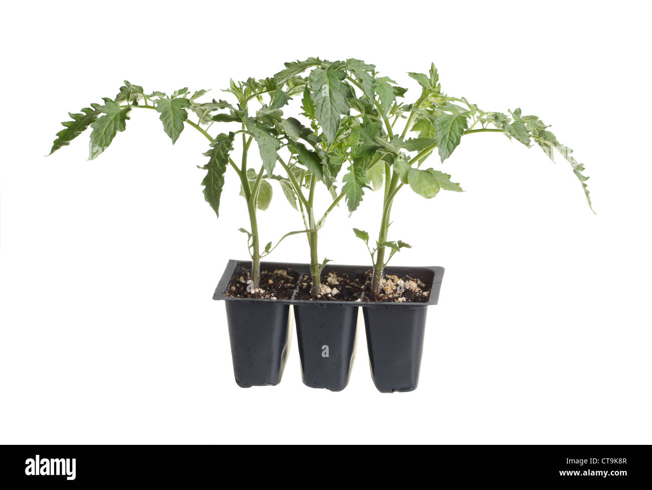 Three tomato seedlings in plastic pots ready for transplanting into a home garden isolated against white Stock Photo
