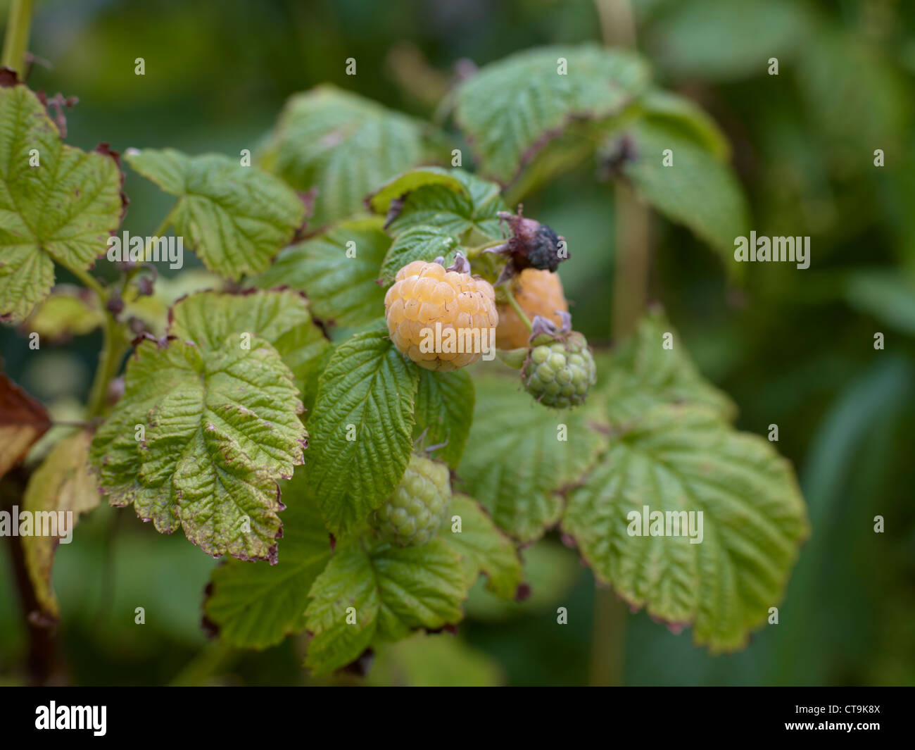 Orange Raspberries growing Stock Photo Alamy
