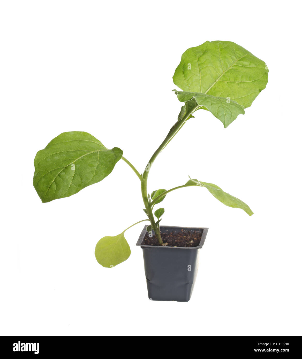 Eggplant Seedling Plant Stock Photos & Eggplant Seedling Plant Stock