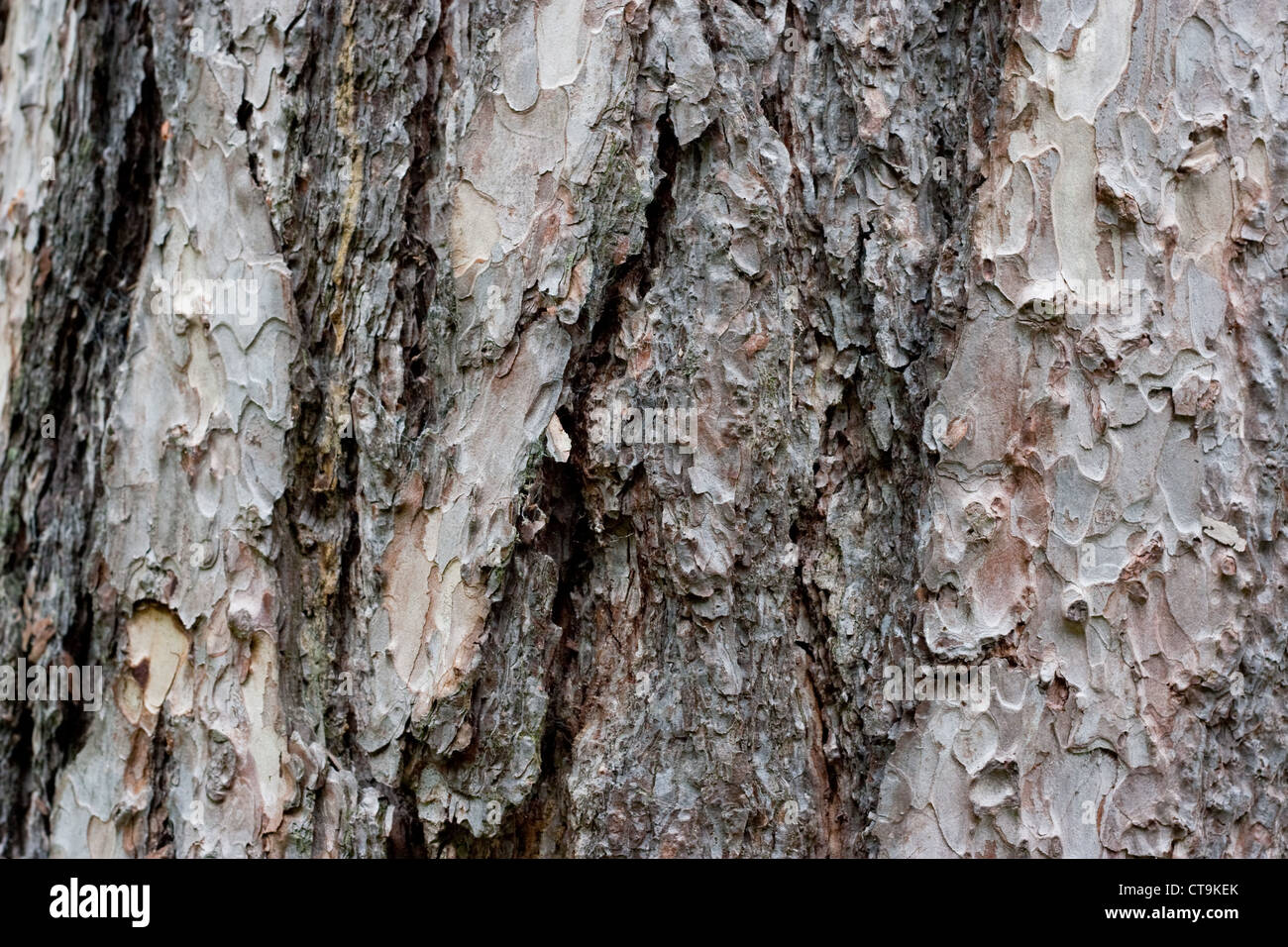 Corsican pine tree, Pinus nigra, close up of the bark Stock Photo