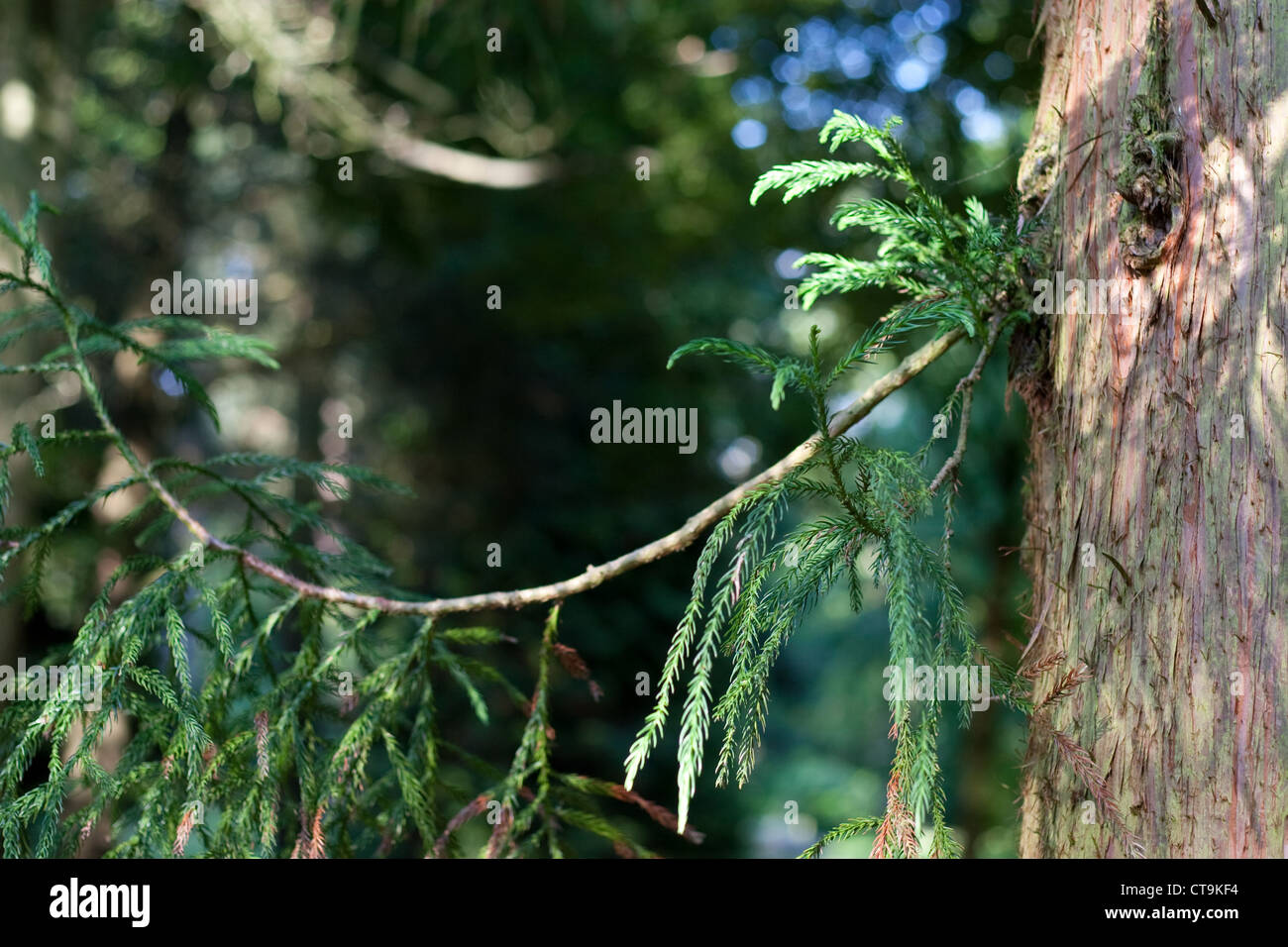Japanese cedar, Cryptomeria japonica, tree with a sideshoot growing out of the trunk Stock Photo