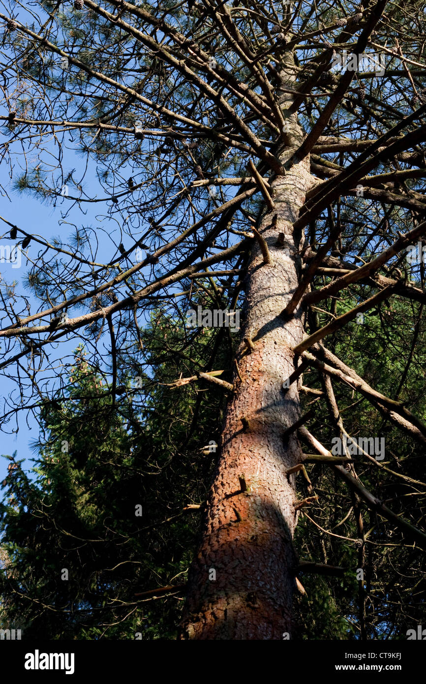 Maritime pine, Pinus pinaster, tree looking up from the ground Stock Photo