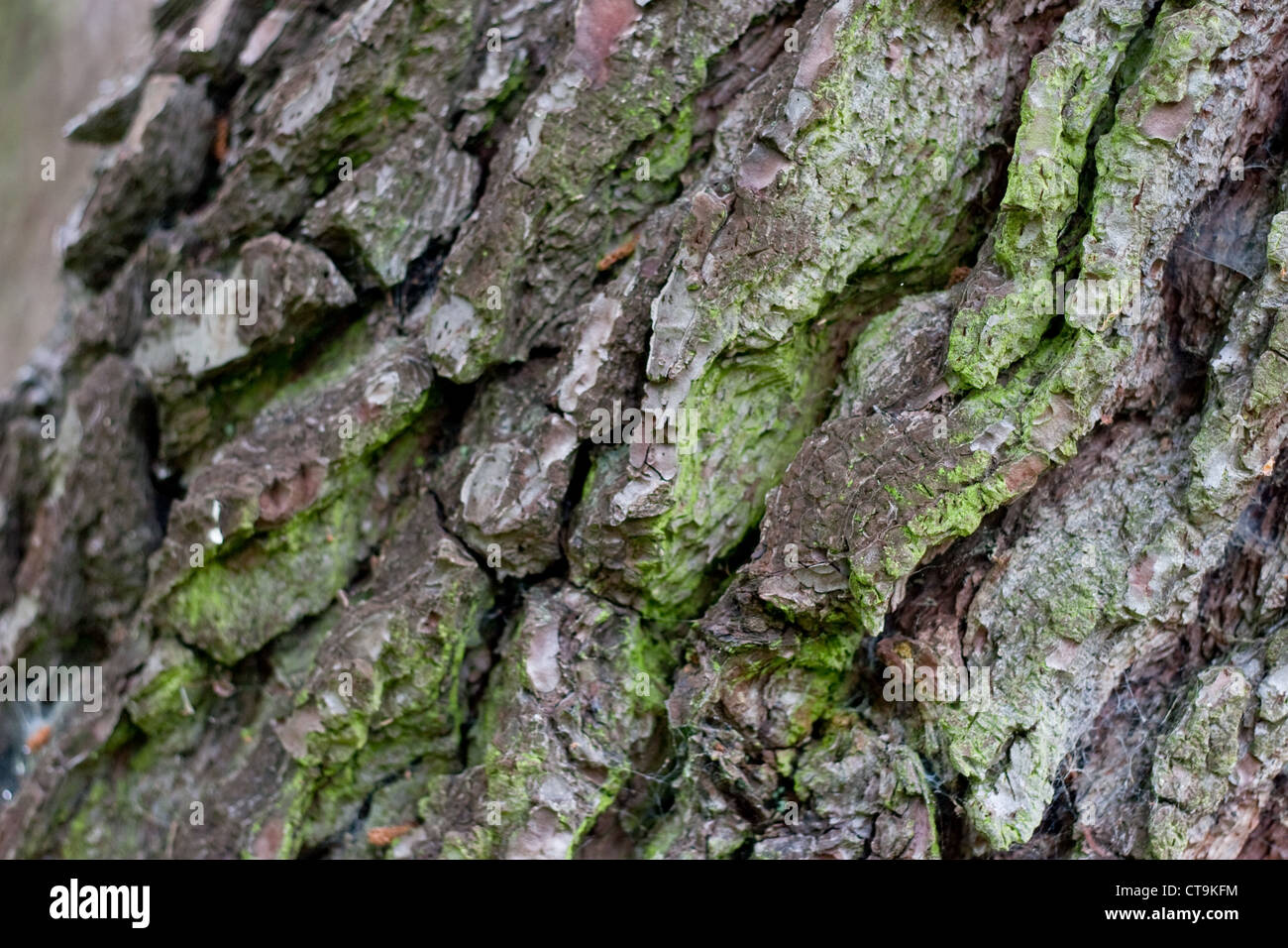Maritime pine, Pinus pinaster, tree bark close up Stock Photo