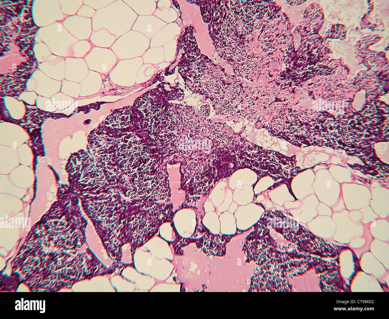Liver cells microscope hires stock photography and images Alamy