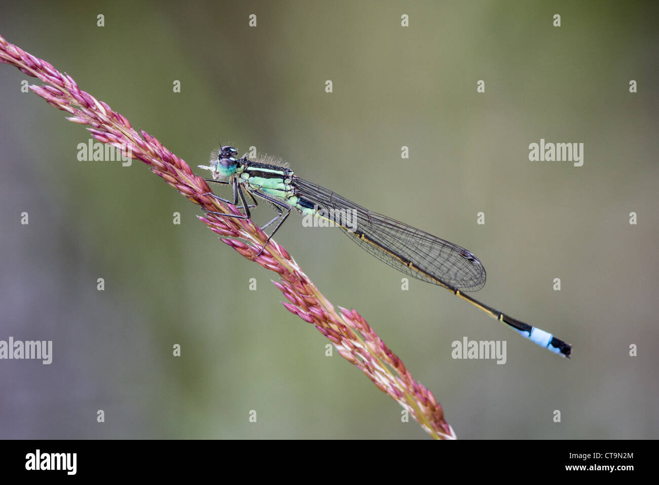 Male Blue-tailed Damselfly on grass Stock Photo - Alamy
