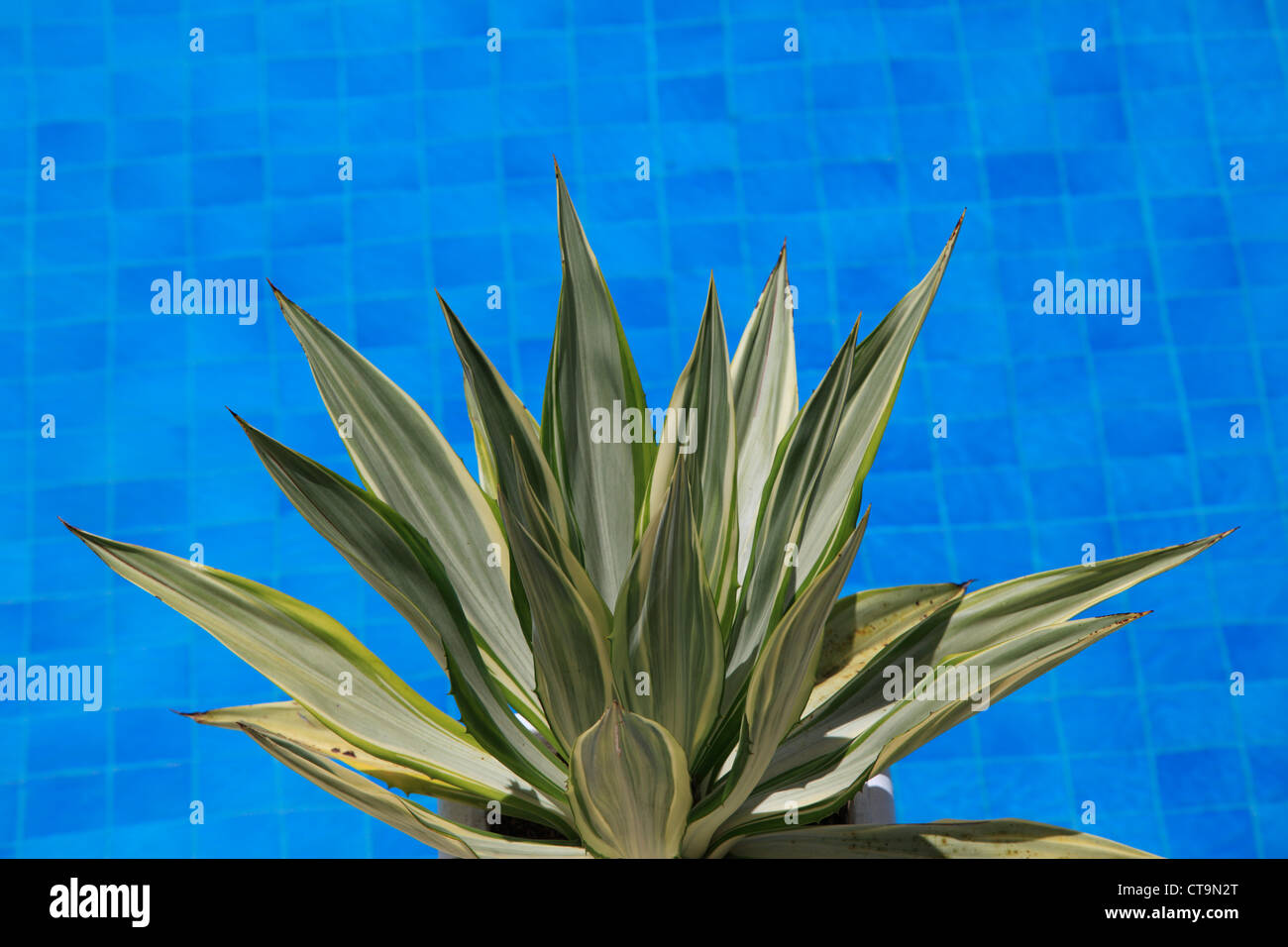 Cactus leaves next to the bright blue water of a swimming pool in the Seychelles Stock Photo