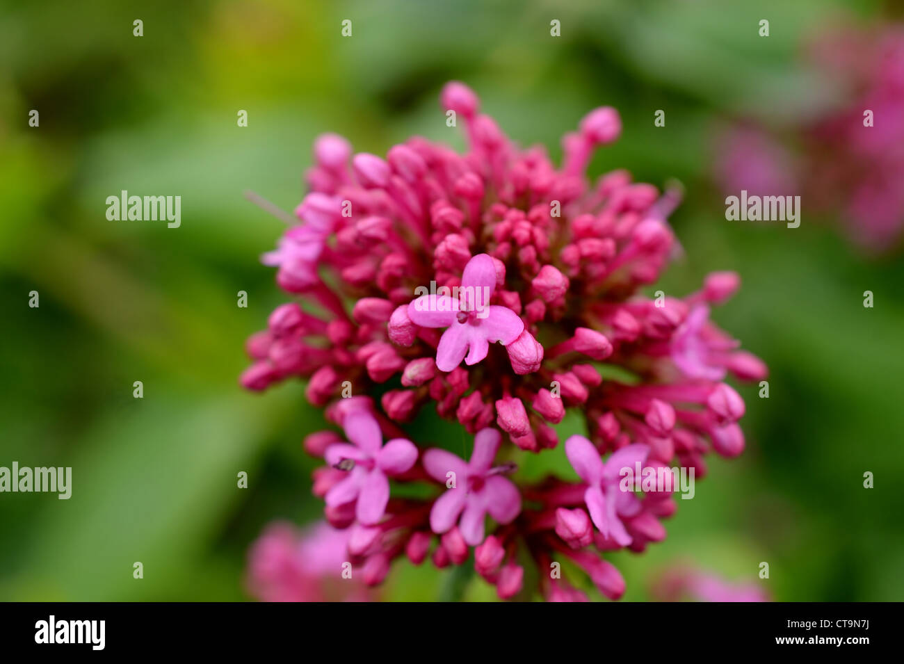 Flowers in the Garden Stock Photo - Alamy