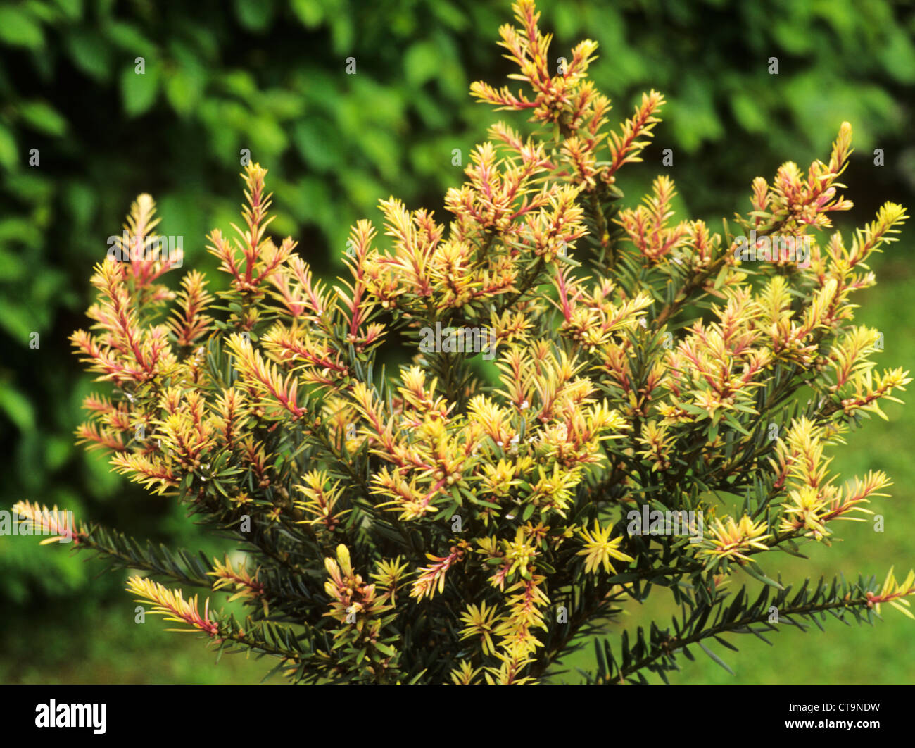 Podocarpus 'County Park Fire' conifer conifers small tree trees garden plant plants Stock Photo
