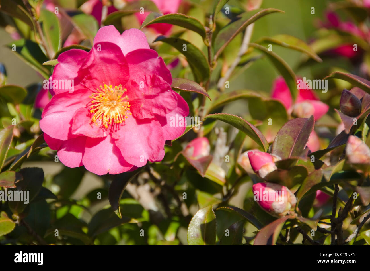 Pink flower of a japanese Camellia, Camellia japonica on a tree in autumn Stock Photo