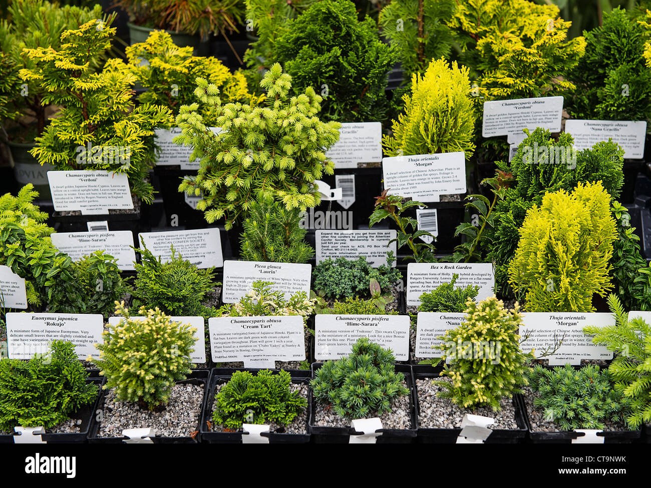 Bonsai plant selection at a garden center Stock Photo Alamy