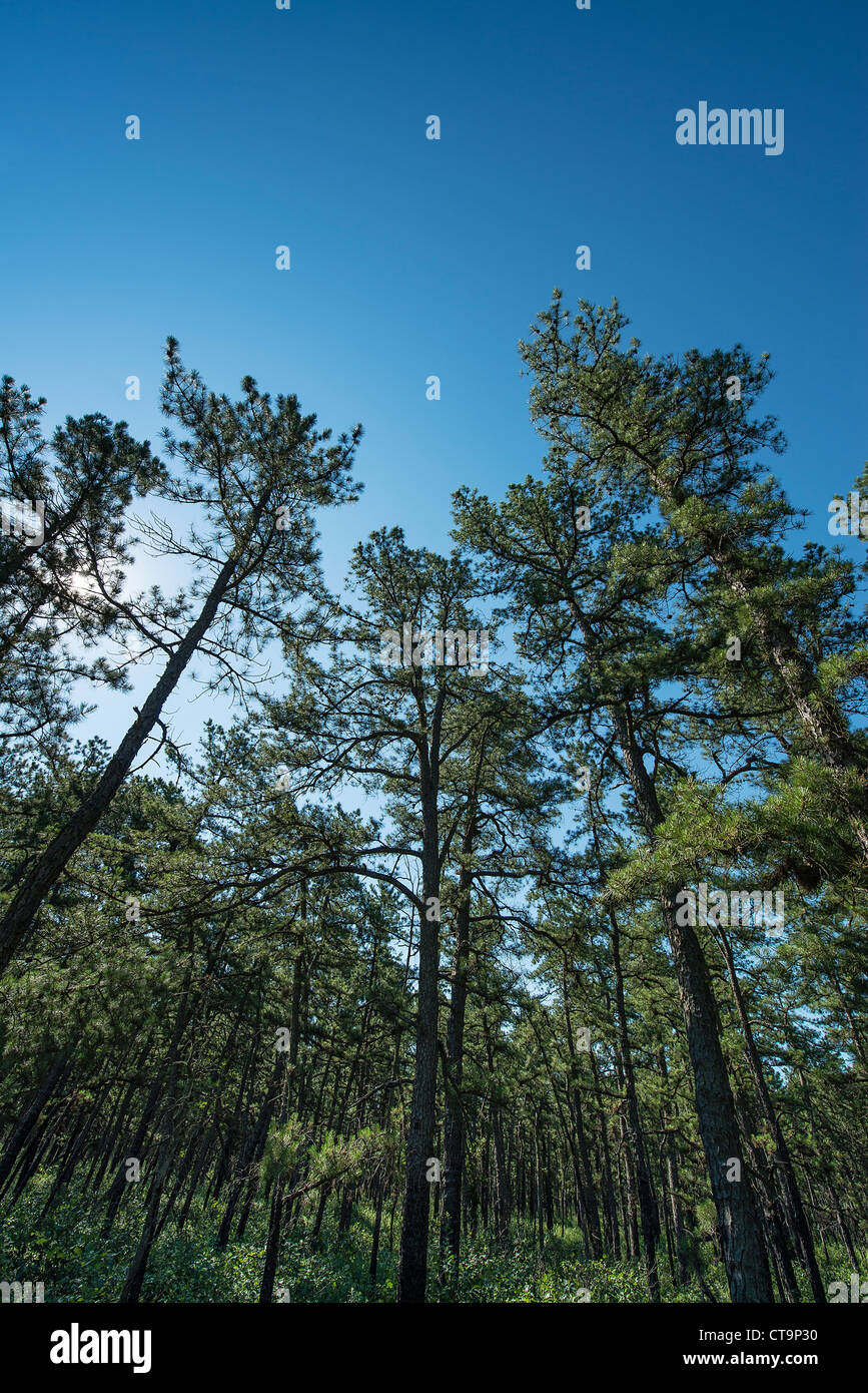 Trees, Pine Barrens, New Jersey, USA Stock Photo