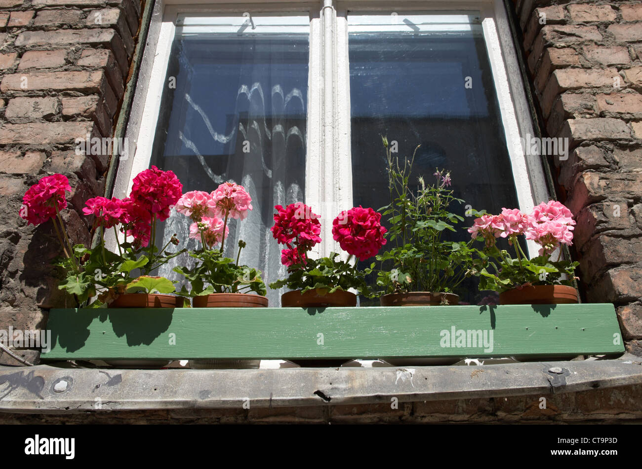Berlin, geraniums on a window sill of an old house Stock Photo - Alamy