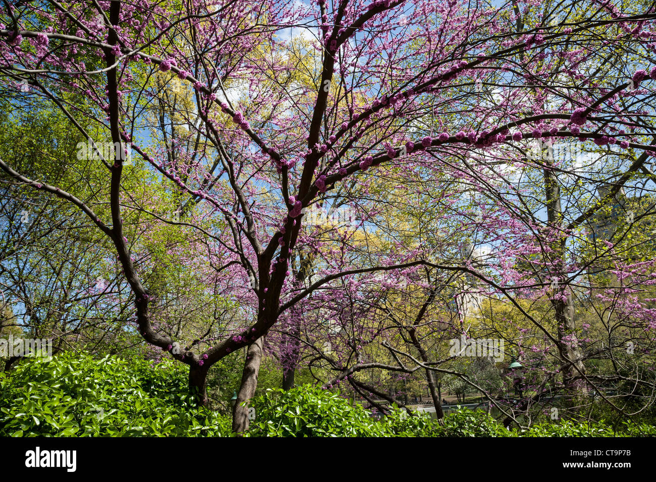 Springtime in Central Park, NYC Stock Photo