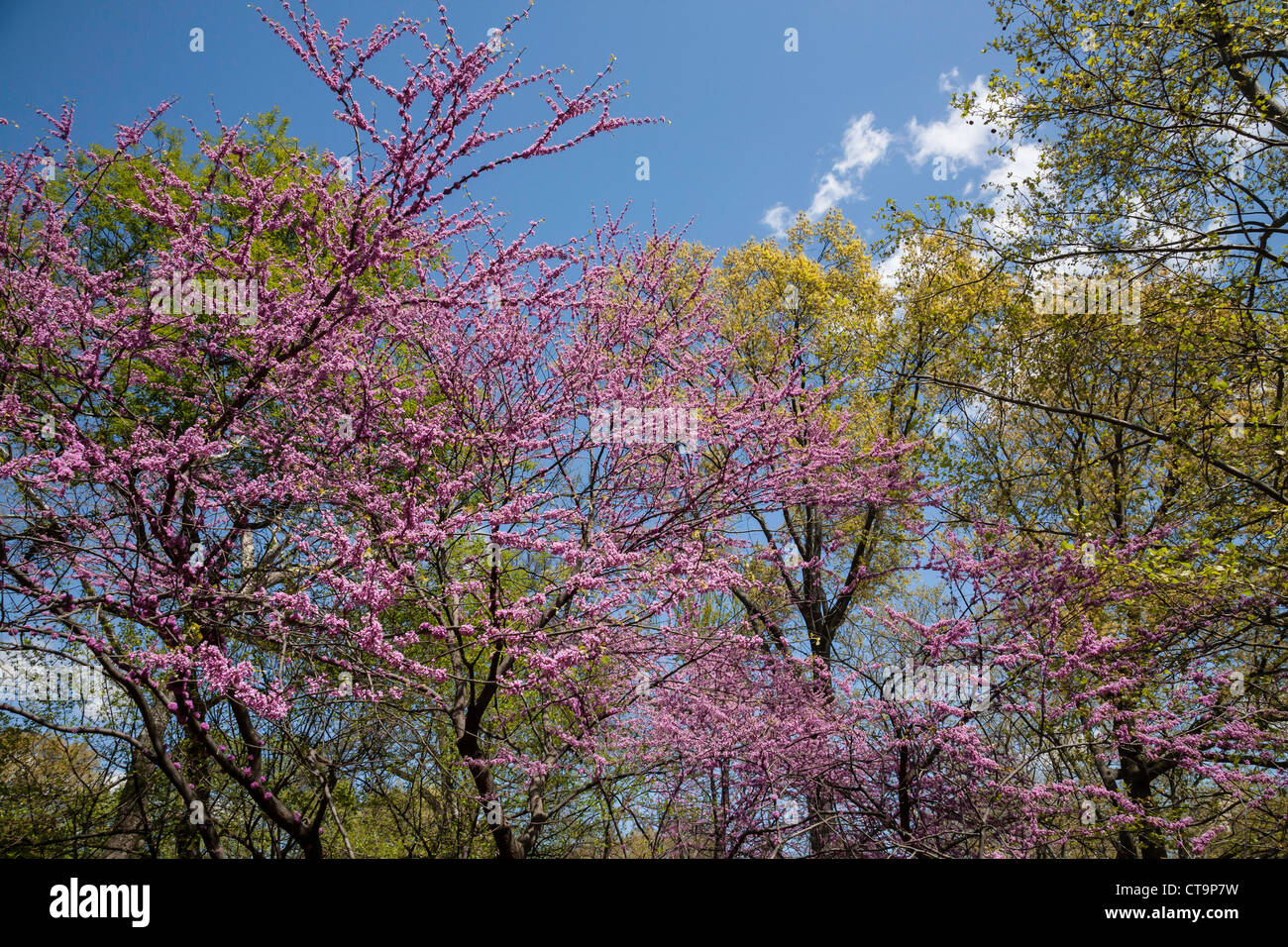 Springtime in Central Park, NYC Stock Photo