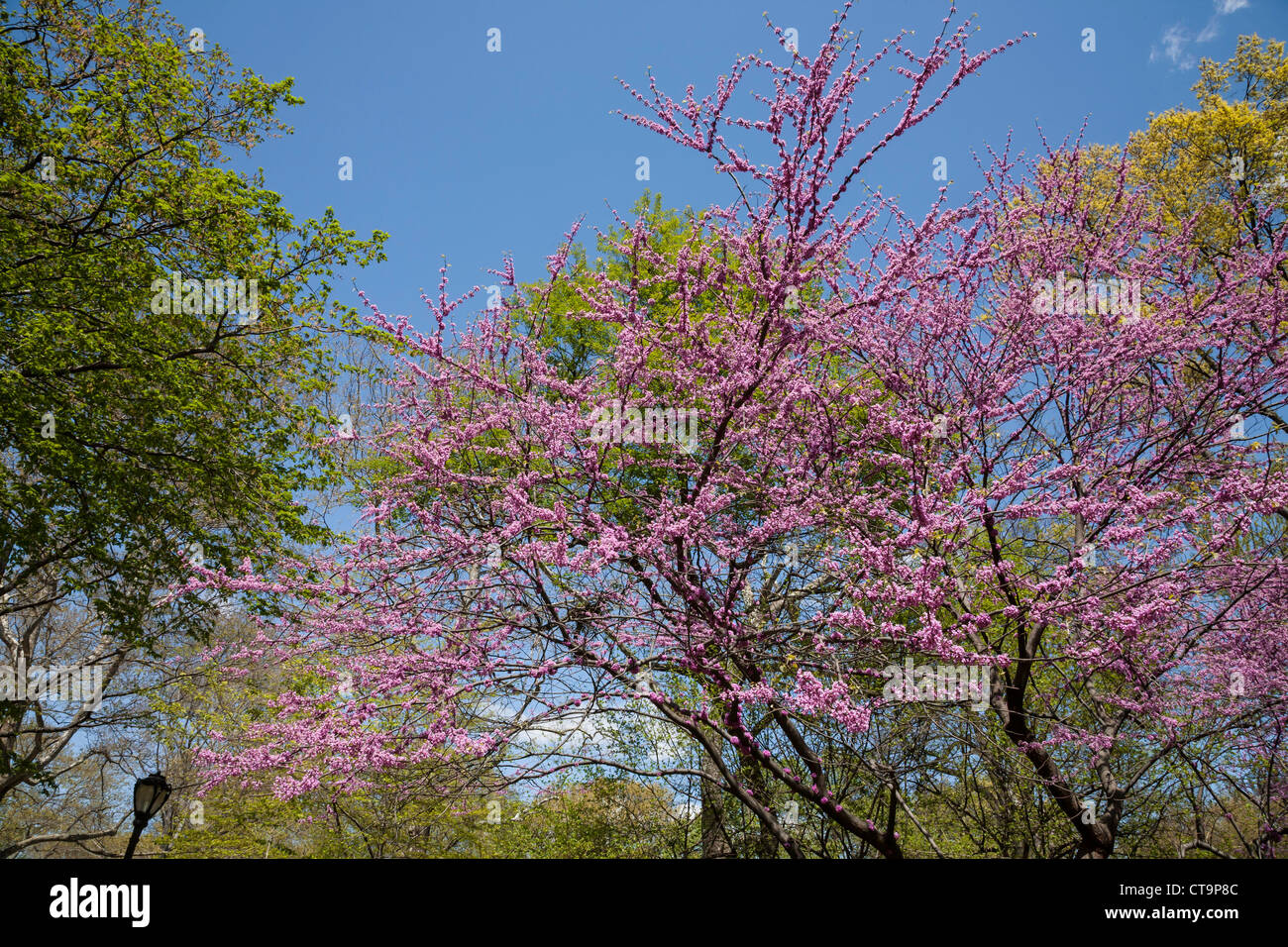 Springtime in Central Park, NYC Stock Photo