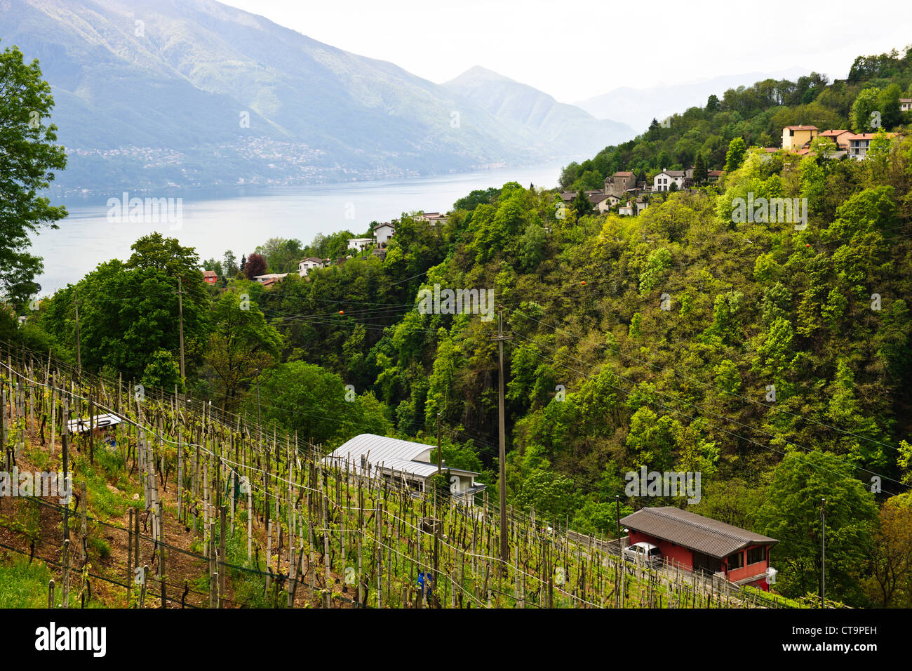 Views of Lake Maggiore,From start of Val Verzasca Valley,Steep sided Vineyards,Sunny Mountains,Ticino,Mergoscia,Switzerland Stock Photo
