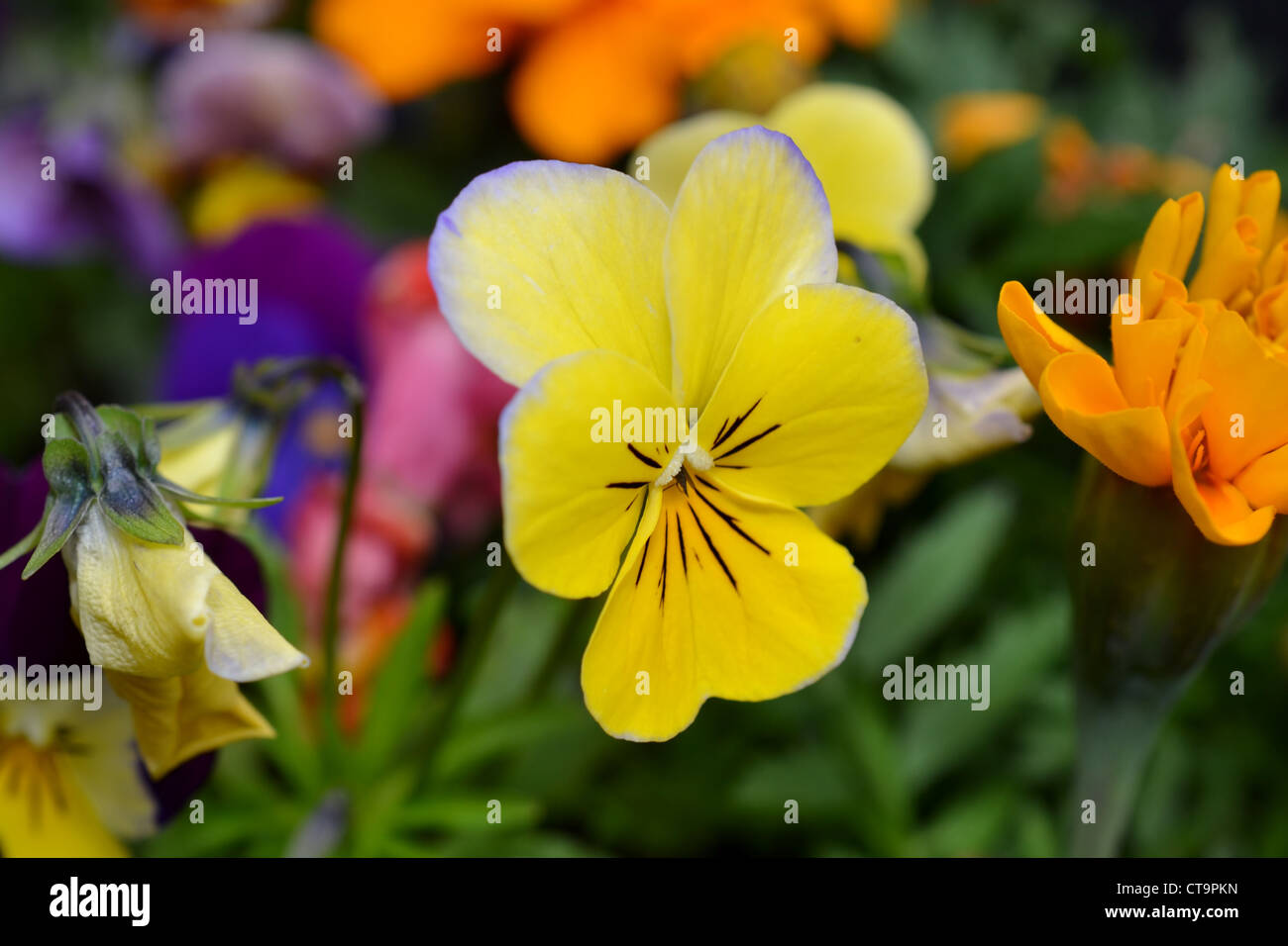 Flowers in the Garden Stock Photo - Alamy