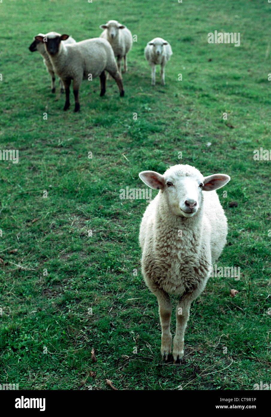 Colno, young sheep on the pasture Stock Photo