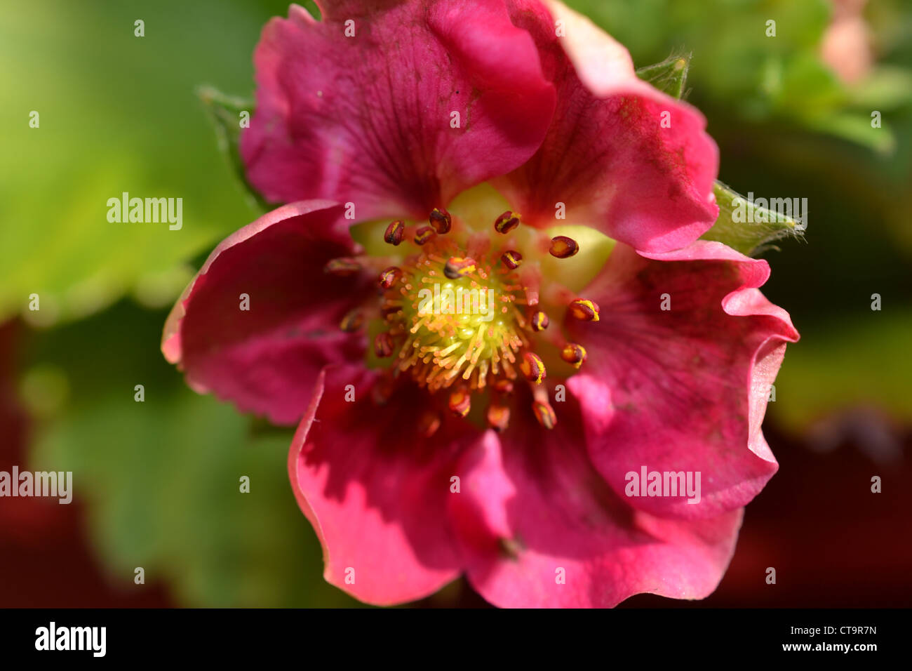 Flowers in the Garden Stock Photo - Alamy