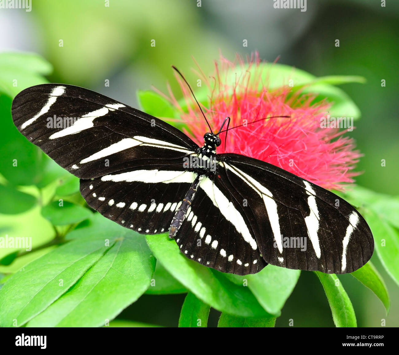 Zebra Longwing (Heliconius Charitonius) Butterfly Stock Photo