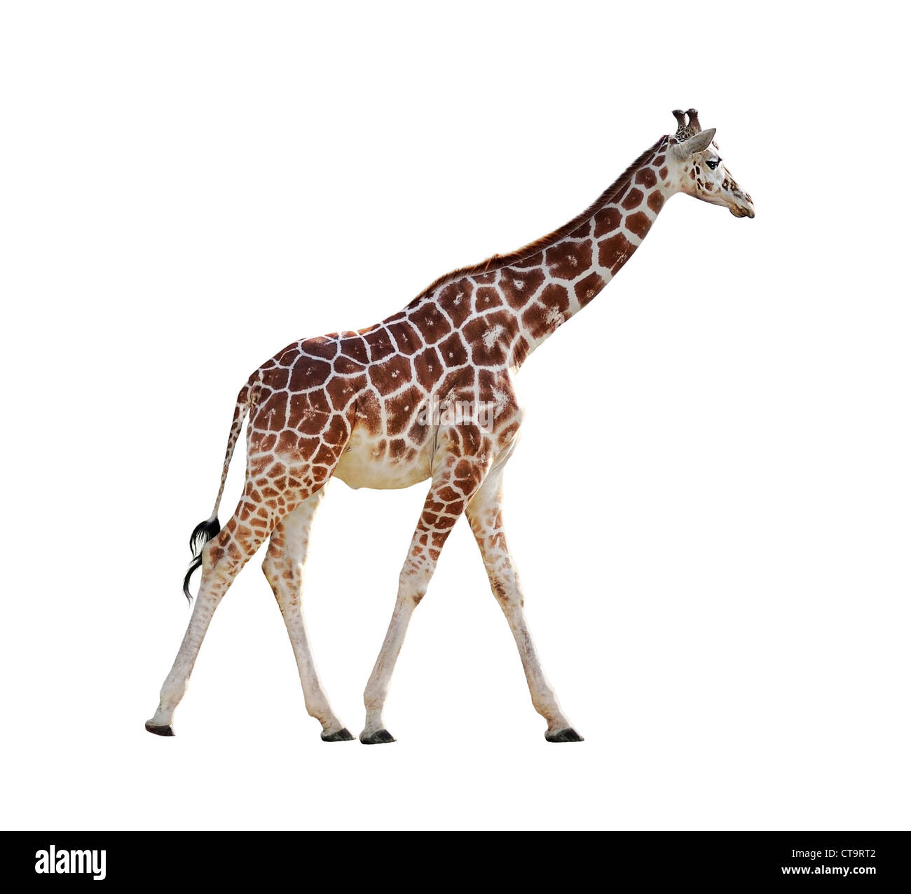 Giraffe Isolated On White Background Stock Photo