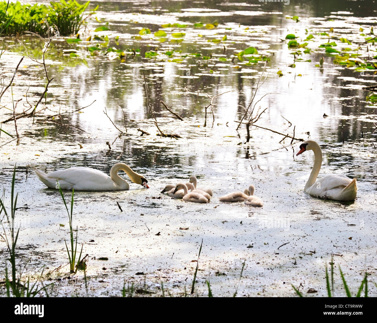 White Swans With Nestlings On The Lake Stock Photo