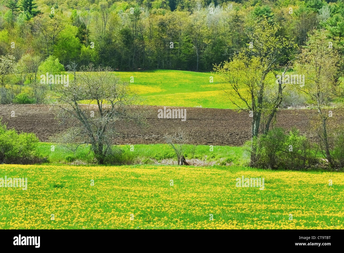 Dandelions blooming in spring farm field Maine Stock Photo - Alamy