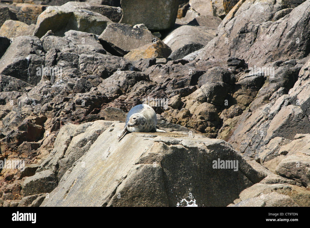 A seal resting on the Norrard rocks near Samson Scilly Isles Isles of