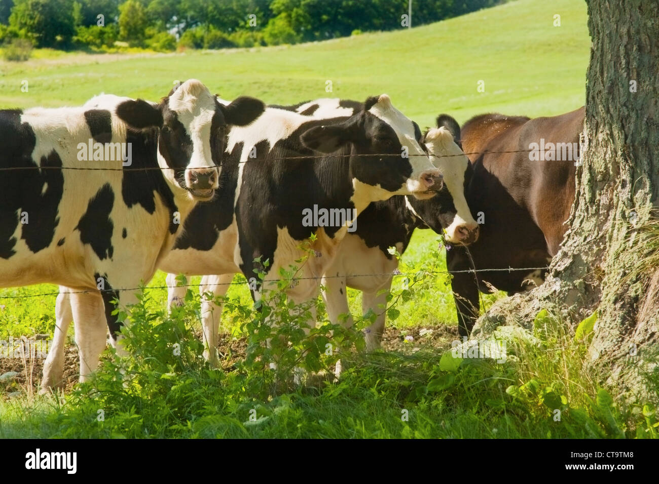 Cows under tree in a farm in Maine Stock Photo Alamy