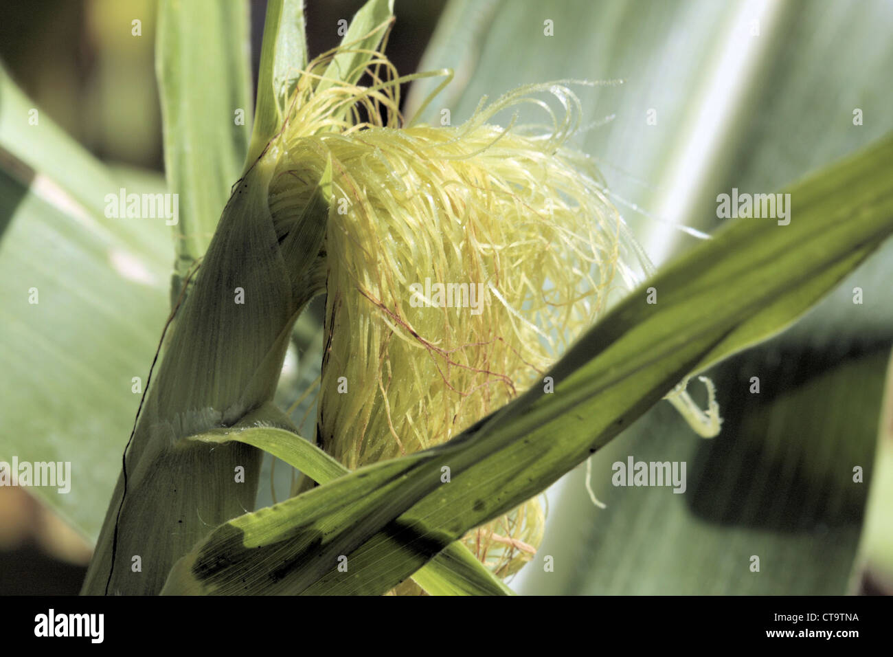 Corn silk in a garden plot. Stock Photo