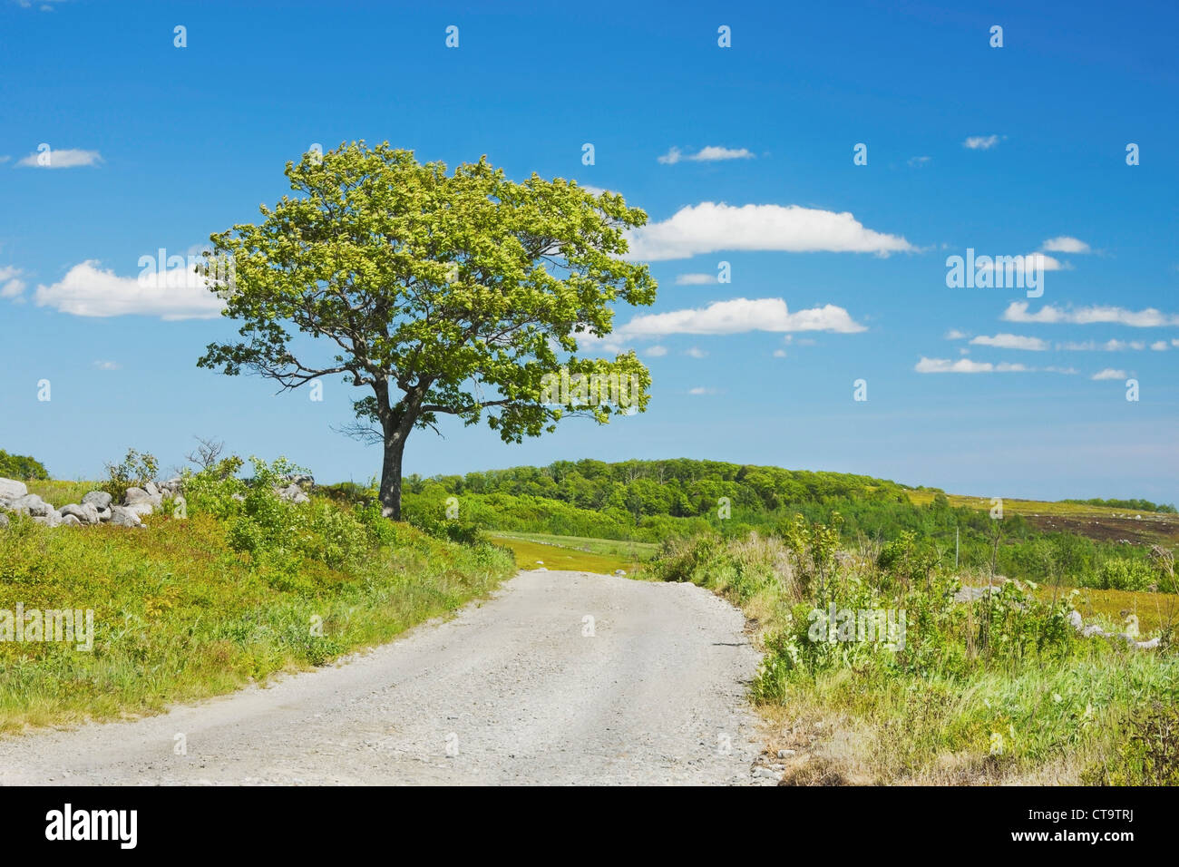 Single tree and dirt road in Maine blueberry field. Stock Photo