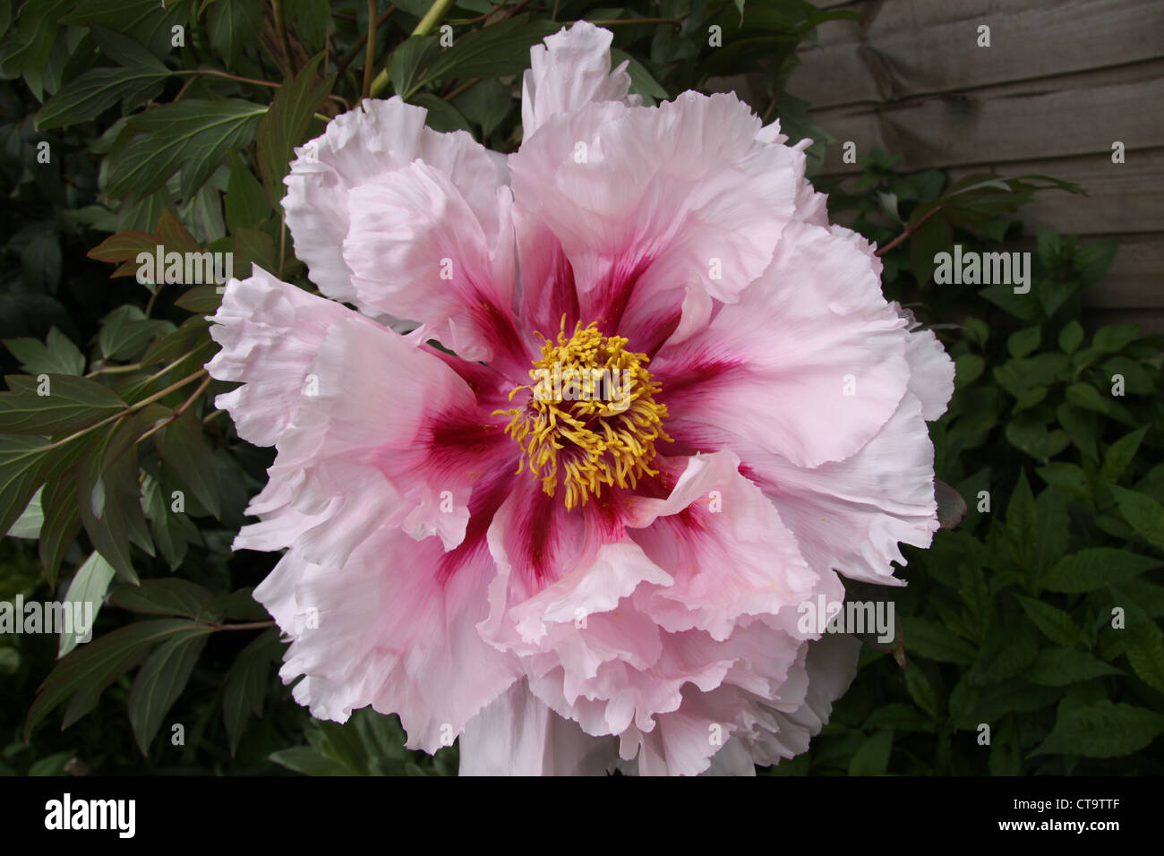 Giant Tree Peony in pale pink outer petals and deep pink center which contrast with the yellow stamen surrounded by green leaves Stock Photo