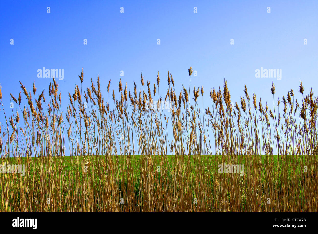 Tall grasses in golden yellow in the foreground, one third green field and two thirds blue sky in the background, nice vignettin Stock Photo