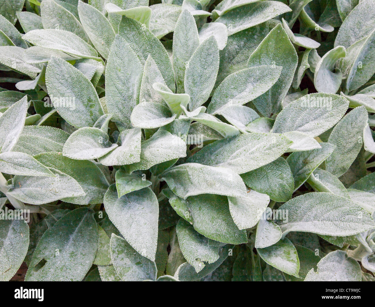 Lamb S Tongue Or Lamb S Ear Stachys Lanata Or Stachys Byzantina Is A Stock Photo Alamy