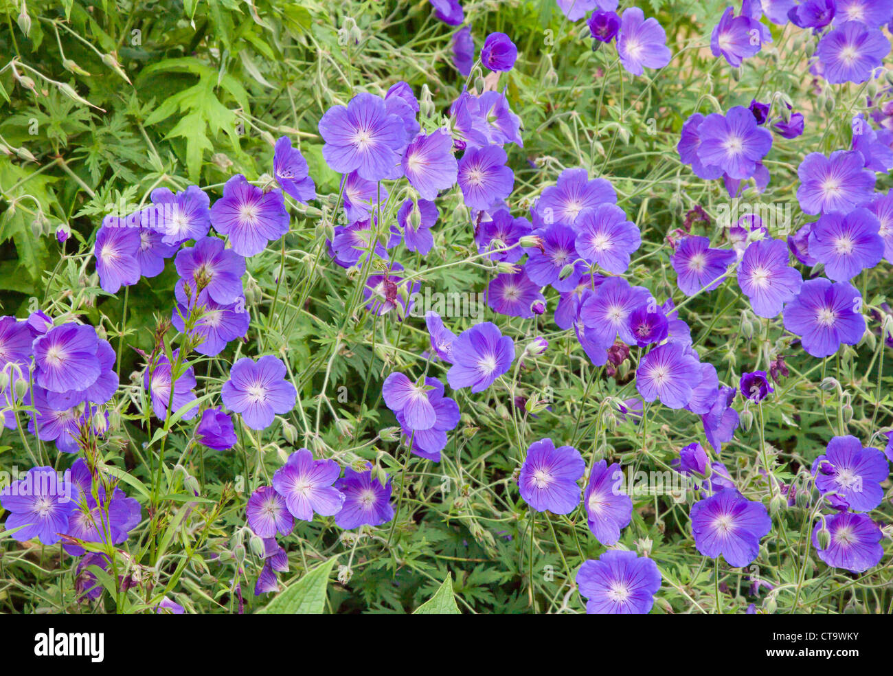 Geranium Johnson's Blue fronting a border of hardy perennials in an