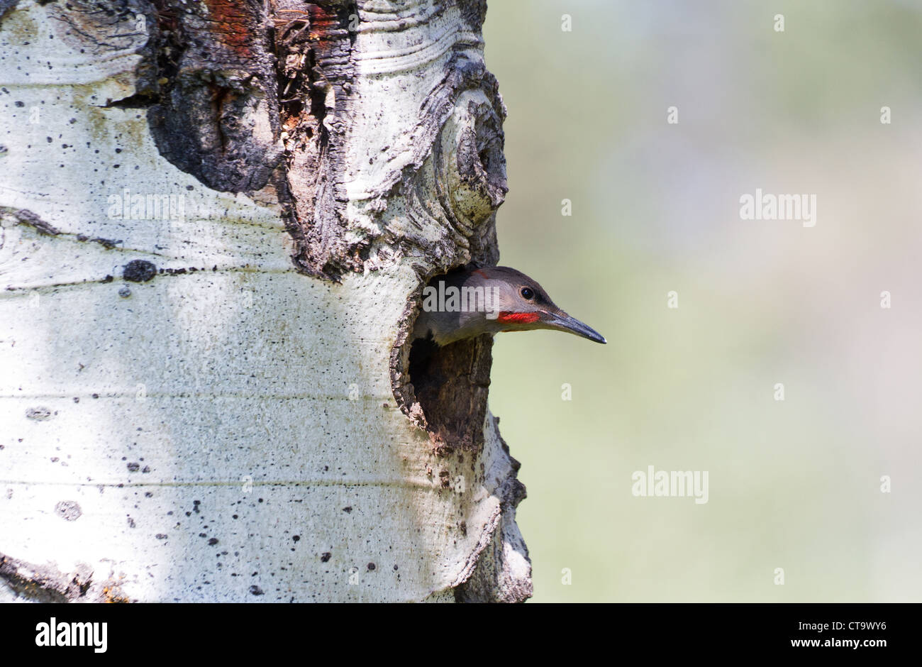 Northern Flicker and nest close up Stock Photo
