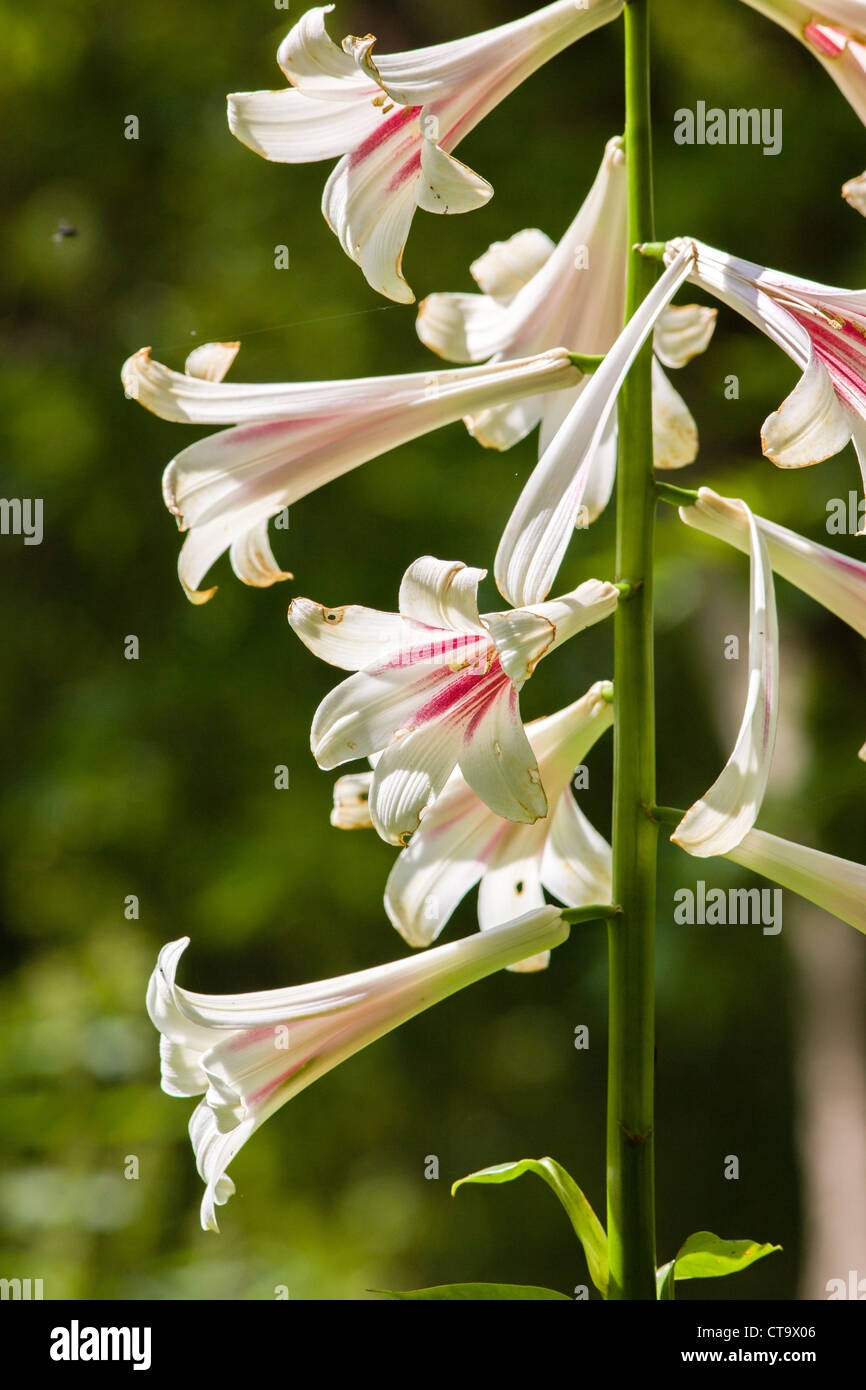Cardiocrinum or Giant Lily flower growing to a height of two to three metres and flowering after five years of growth Stock Photo