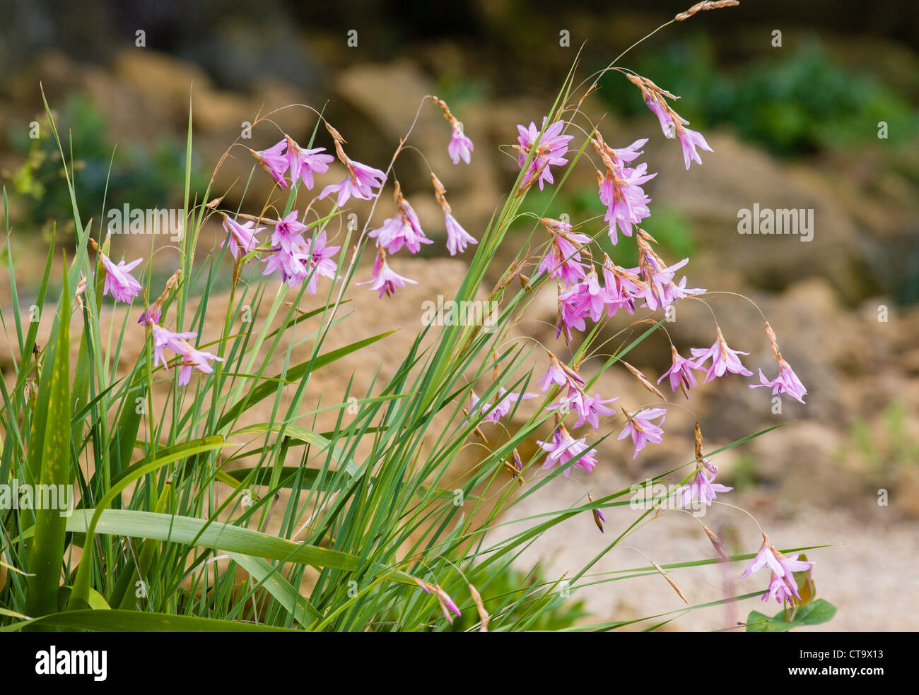 Pink form of the garden flower Angel's fishing rod or Dierama pulcherrimum Stock Photo