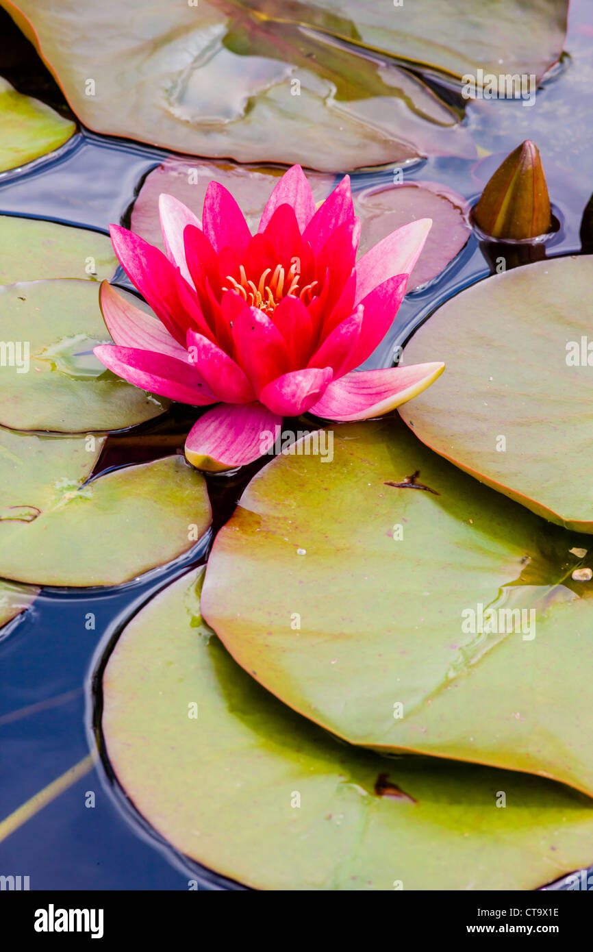 Cerise pink water lily flower and leaves floating on the surface of a ...