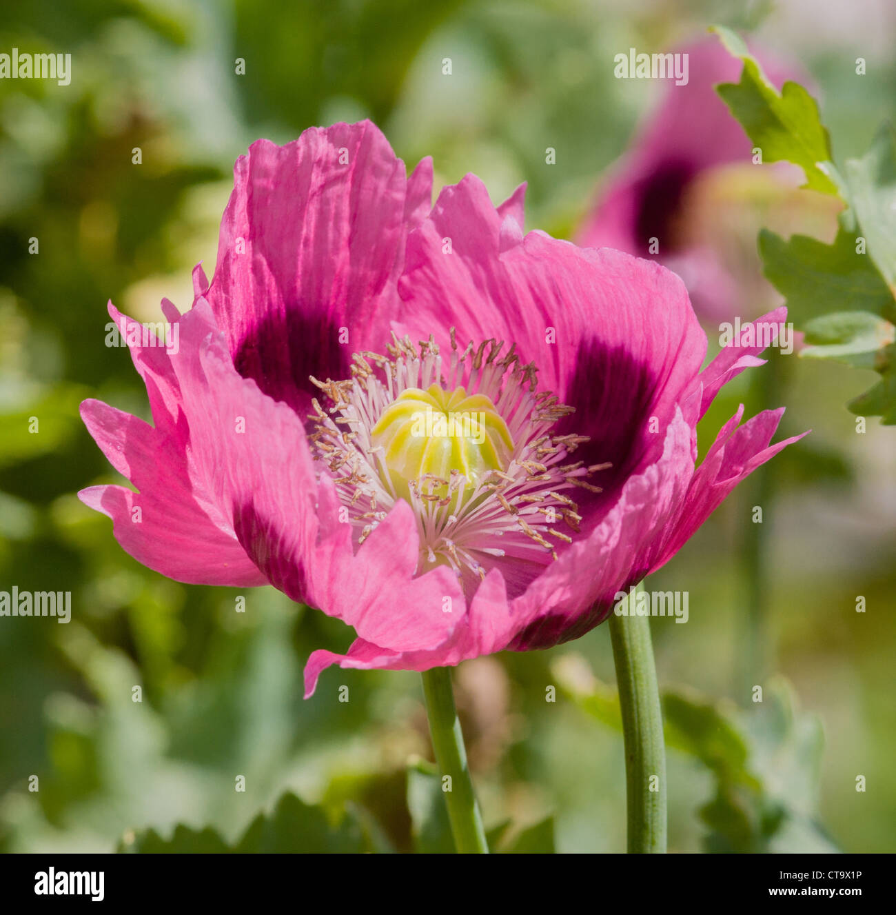 Large Pink and aubergine Oriental Poppy flower in an English perennial border Stock Photo