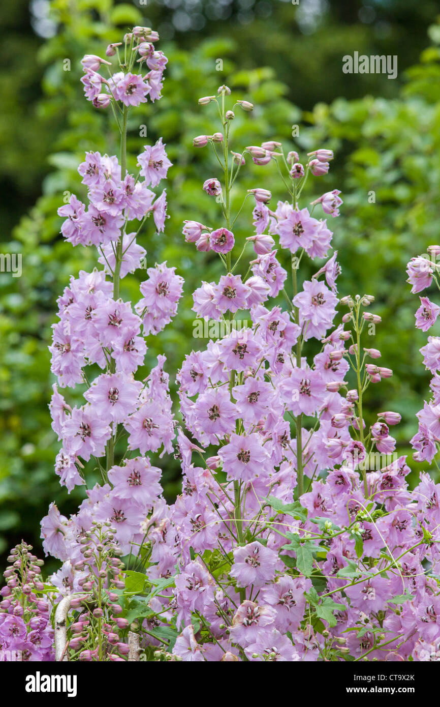 Double pink form of Campanula flower spikes growing in an English perennial border Stock Photo