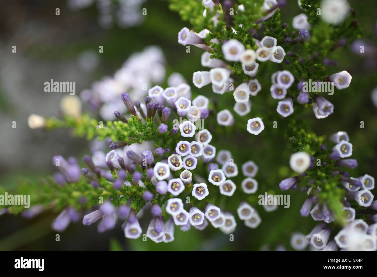 fabiana imbricata flower close up Stock Photo