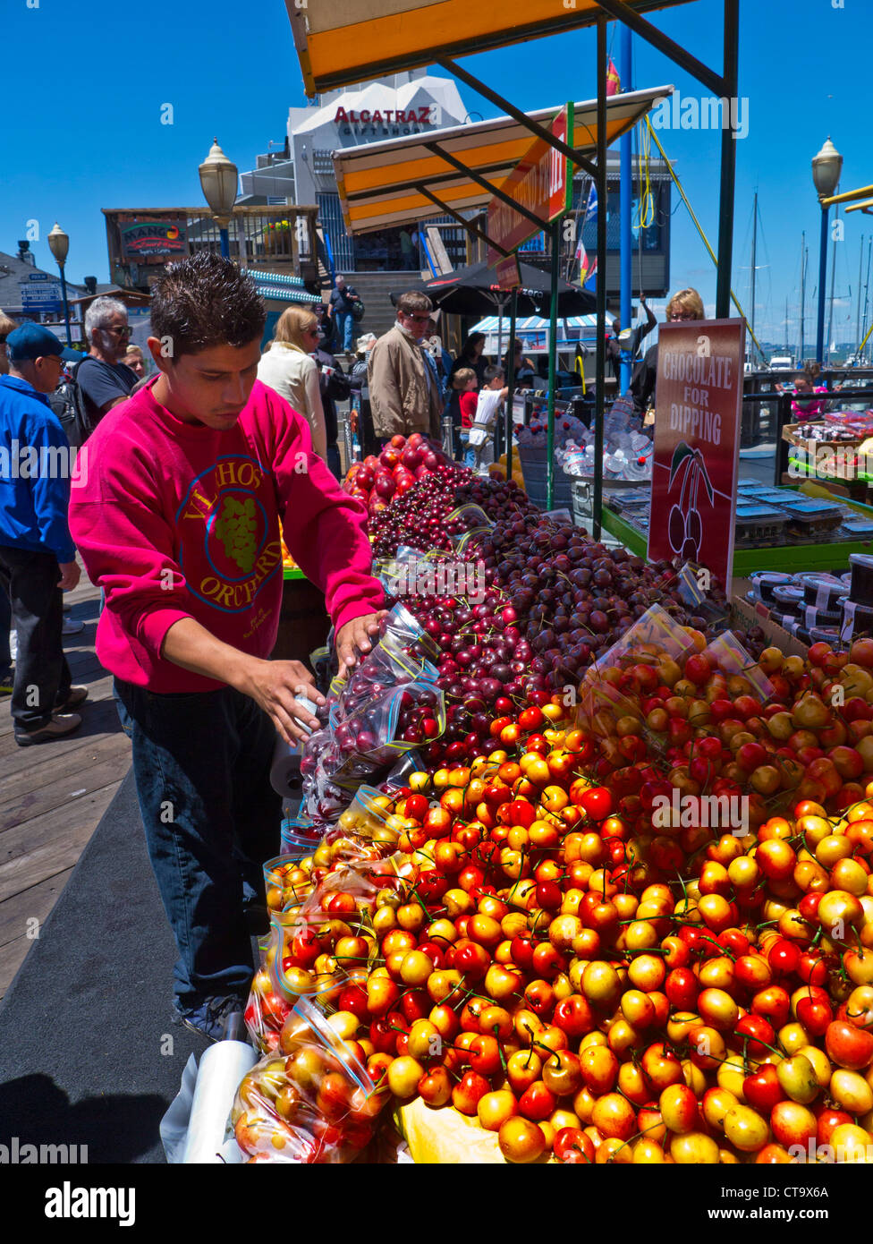 Sunlit ripe plump cherries being sorted for display and sale at farmers