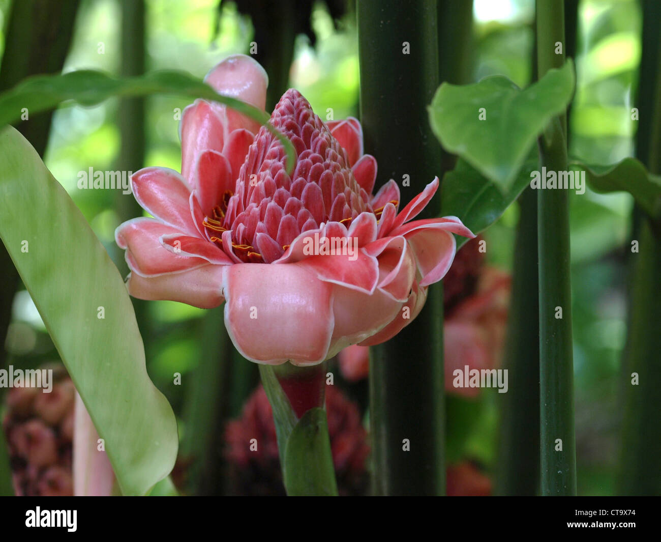 Torch Ginger flower (Etlingera elatior) at Papillote Gardens in the Roseau Valley of the Commonwealth of Dominica. Stock Photo