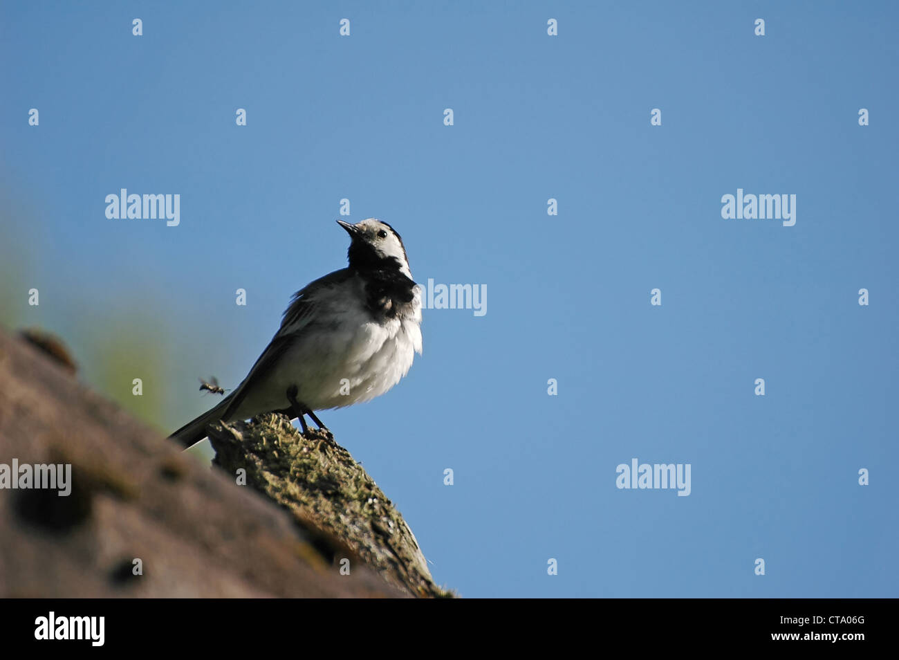 White Wagtail (Motacilla Alba) bird over blue sky background with flying insect Stock Photo