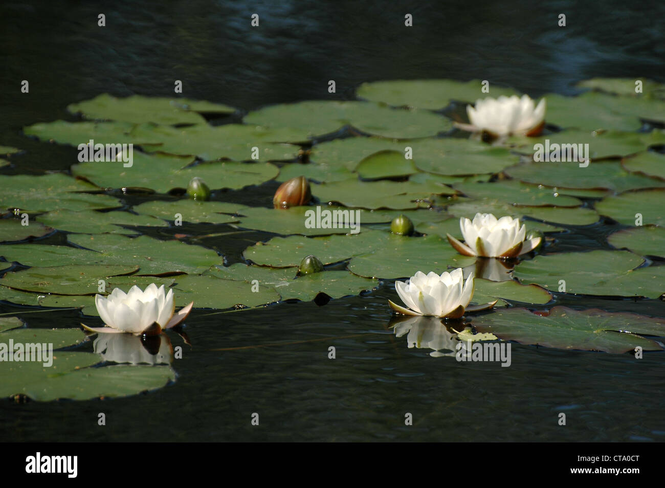 white water lily on the river (Nymphaea alba Stock Photo - Alamy