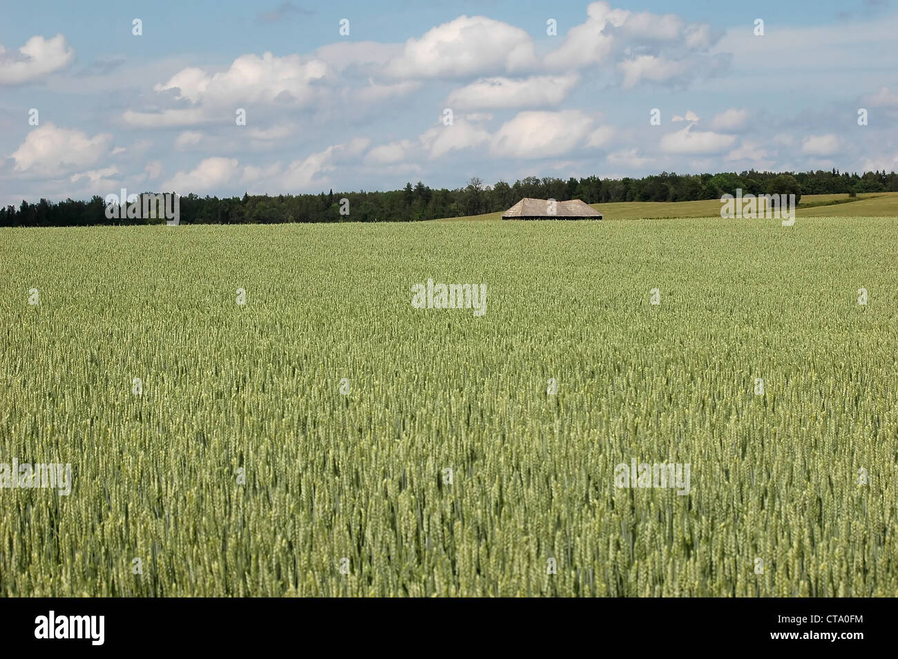 field and old cottage with forest at horizon Stock Photo